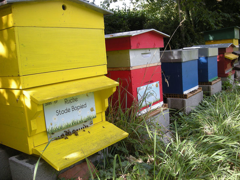 La ruche Stode Bopied